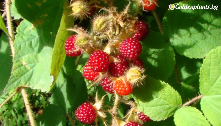 Снимка Японска къпина Ръжда / Rubus Phoenicolasius Rdzawa