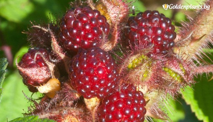 Снимка Японска къпина Ръжда / Rubus Phoenicolasius Rdzawa