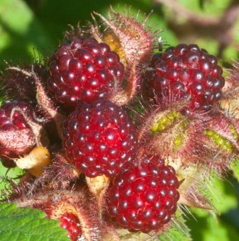 Японска къпина Ръжда / Rubus Phoenicolasius Rdzawa..