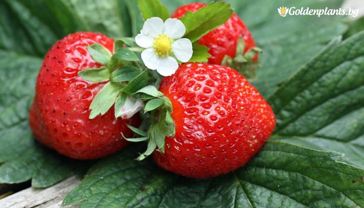 Снимка Ягода Корона / Fragaria Korona