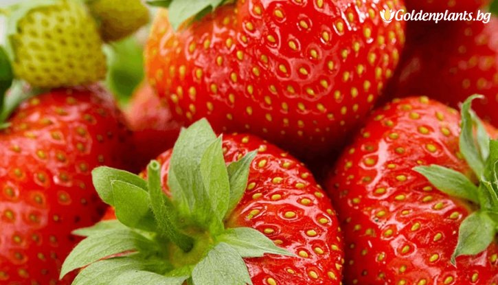 Снимка Ягода Корона / Fragaria Korona