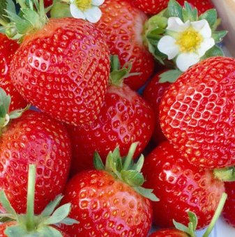 Ягода Остара / Fragaria Ostara