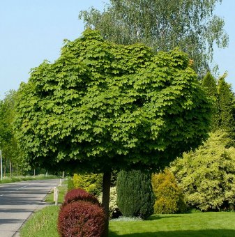 Кълбовиден шестил / Acer platanoides Globosum