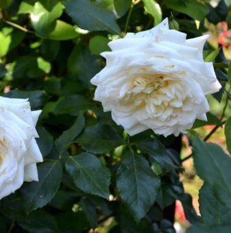 Роза бяла катерлива - на гол корен...