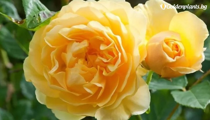 Снимка Роза жълта катерлива - на гол корен