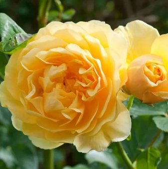 Роза жълта катерлива - на гол корен