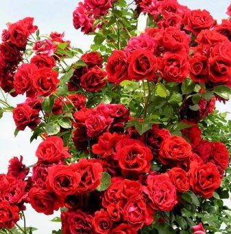 Роза червена катерлива - на гол корен