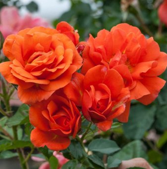 Роза оранжева катерлива - на гол корен