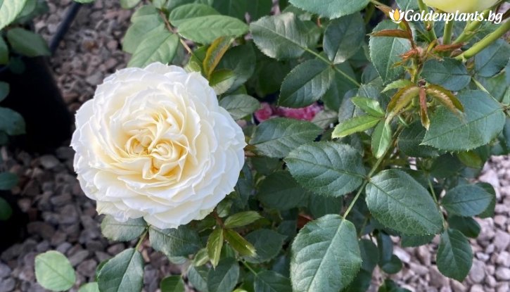 Снимка Роза жълта - на гол корен