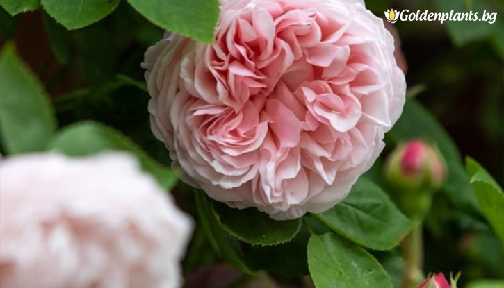 Снимка Роза нежно розова божуреста катерлива - на гол корен