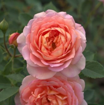 Роза божуреста дългоцъфтяща оранжево-жълта - на гол корен..