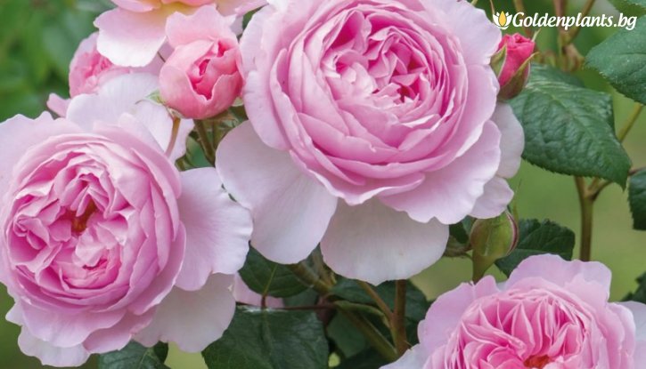 Снимка Роза божуреста, бледо розово - на гол корен