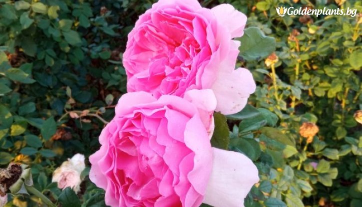 Снимка Роза божуреста, бледо розово - на гол корен