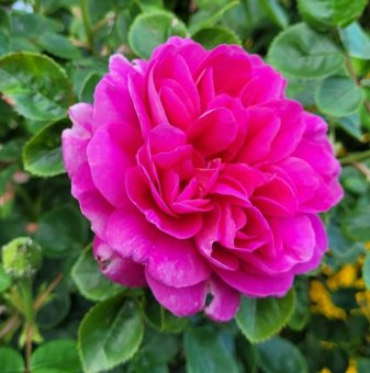Роза божуреста, пурпурно розова - на гол корен...