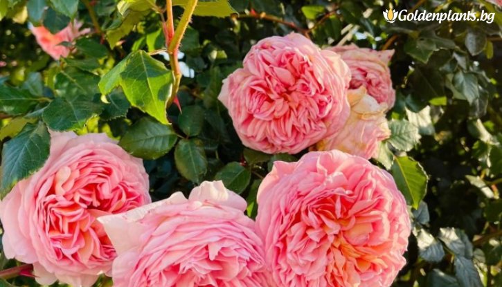 Снимка Роза божуреста, постоянноцъфтяща, кайсиево розово - на гол корен