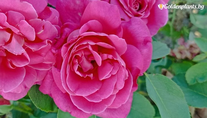 Снимка Роза розова ароматна - на гол корен