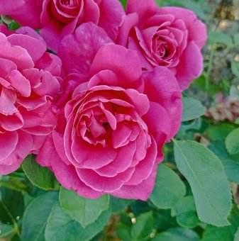 Роза розова ароматна - на гол корен...