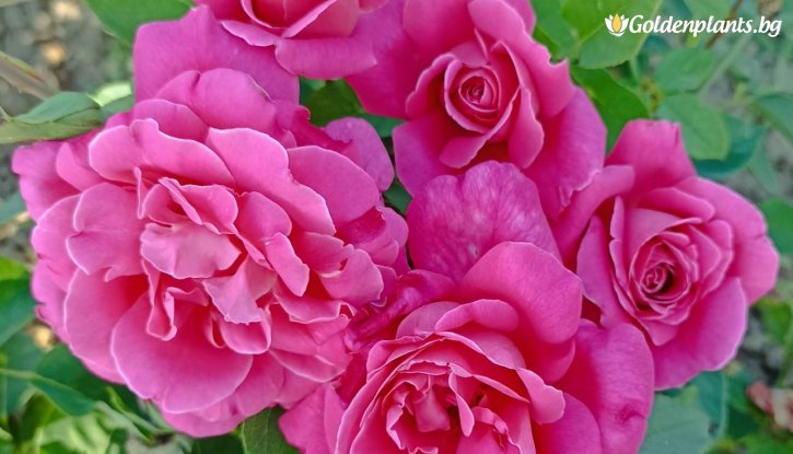 Снимка Роза розова ароматна - на гол корен