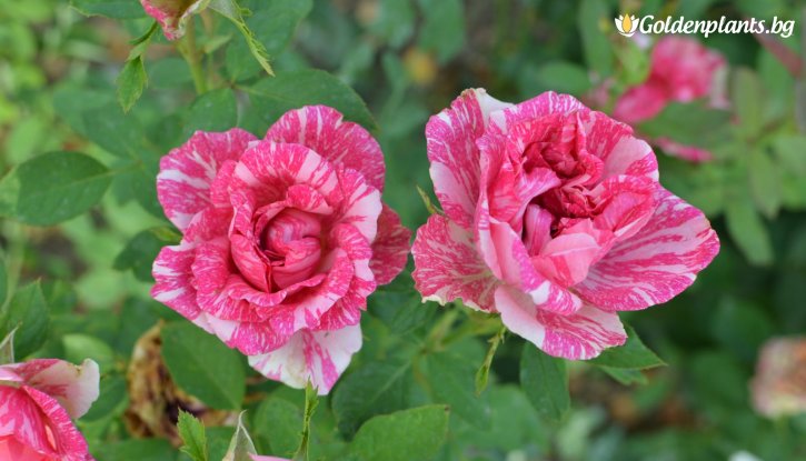 Снимка Роза рисувана розова - на гол корен