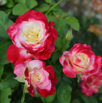 Роза шарена с аромат на парфюм - на гол корен