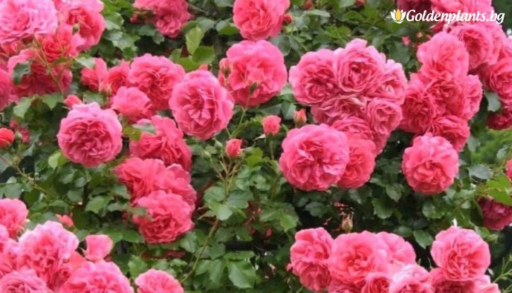 Снимка Роза розова катерлива - на гол корен