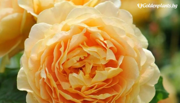 Снимка Роза божуреста златистожълта, едър цвят - на гол корен