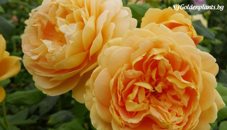 Снимка Роза божуреста златистожълта, едър цвят - на гол корен