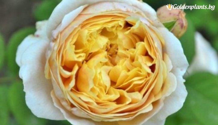 Снимка Роза божуреста лимонено жълта, едър цвят - на гол корен