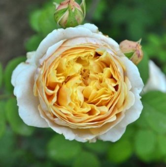 Роза божуреста лимонено жълта, едър цвят - на гол корен..