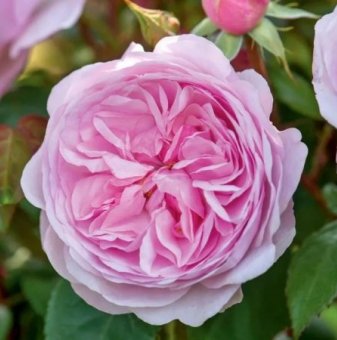 Роза божуреста деликатно розово, дългоцъфтяща - на гол корен..