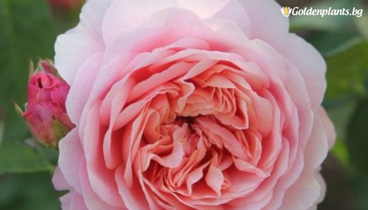 Снимка Роза божуреста преливащо прасковено и розово - на гол корен