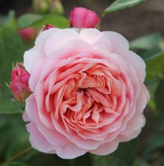 Роза божуреста преливащо прасковено и розово - на гол корен..