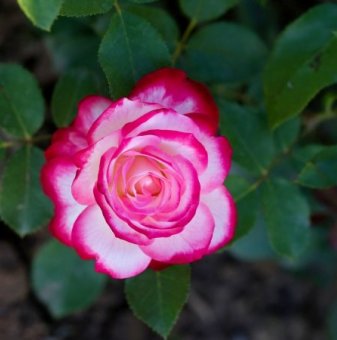 Роза шарена червено с бяло - на гол корен