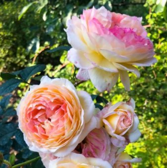 Роза преливаща светложълто и розово - на гол корен..
