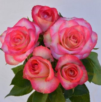Роза бяла с розово-червен кант - на гол корен