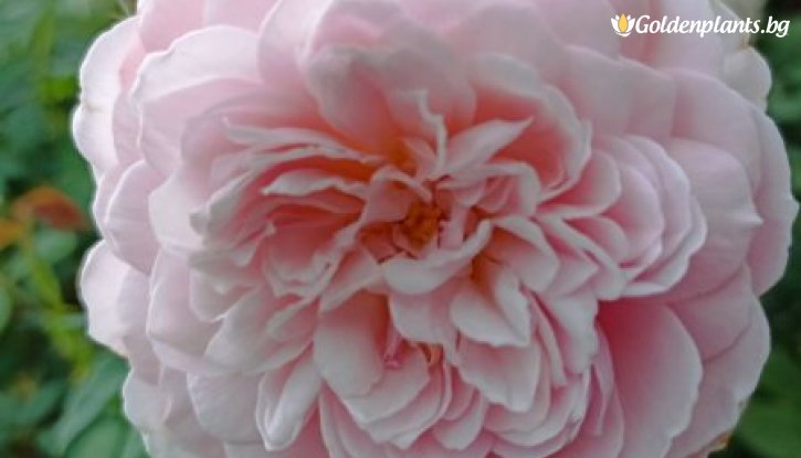 Снимка Роза божуреста преливащо розово и лилаво - на гол корен