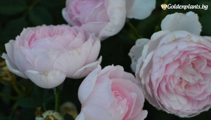 Снимка Роза божуреста преливащо розово и лилаво - на гол корен