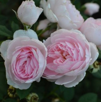 Роза божуреста преливащо розово и лилаво - на гол корен...