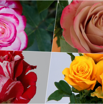 Роза стандартна на случаен принцип - на гол корен / Rose mix..