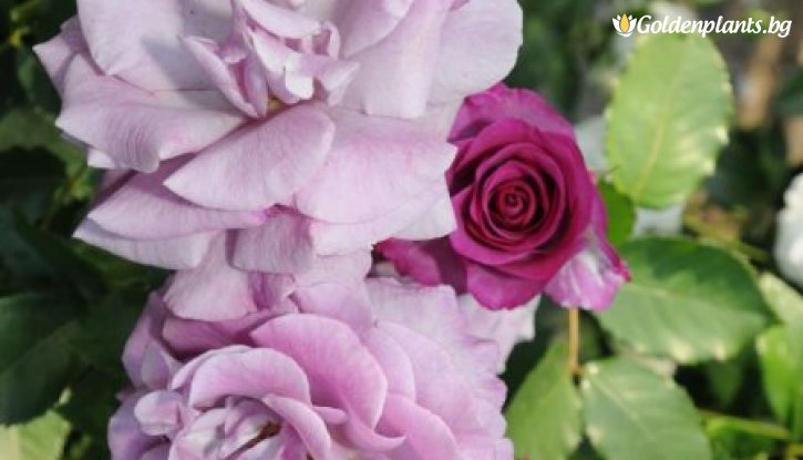 Снимка Роза катерлива на случаен принцип - на гол корен / Rose mix