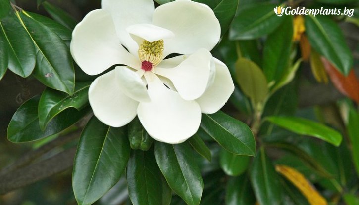 Снимка Магнолия Грандифлора Вечнозелена / Magnolia grandiflora/ - 20-30 см.