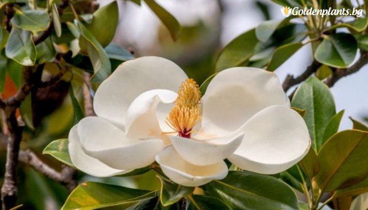 Снимка Магнолия Грандифлора Вечнозелена / Magnolia grandiflora/ - 20-30 см.