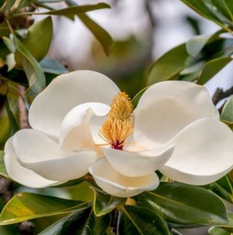 Магнолия Грандифлора Вечнозелена / Magnolia grandiflora/ - 20-30 см...
