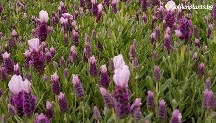 Снимка Лавандула бандера Розова / Lavandula stoechas bandera - pink