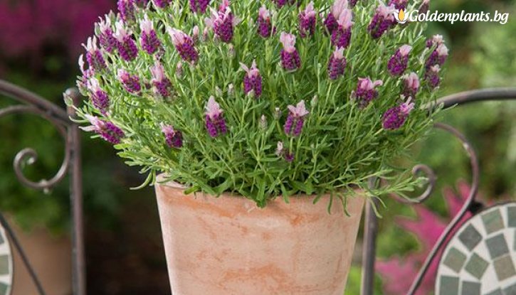 Снимка Лавандула бандера Розова / Lavandula stoechas bandera - pink