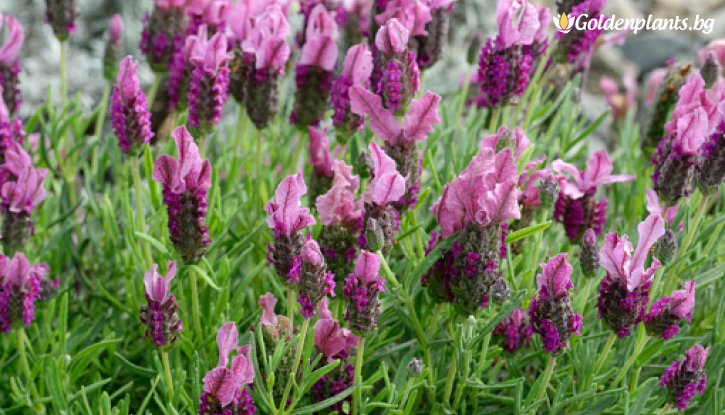 Снимка Лавандула бандера Розова / Lavandula stoechas bandera - pink