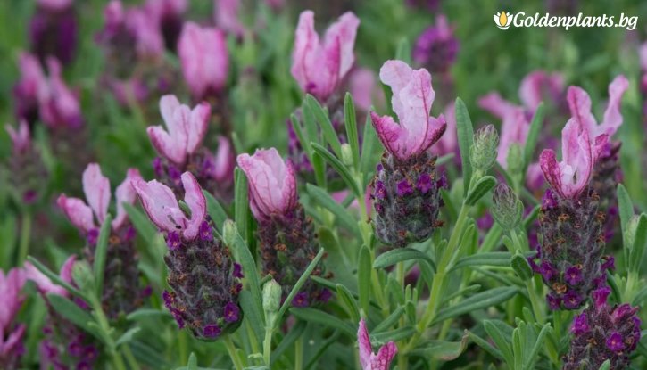 Снимка Лавандула бандера Розова / Lavandula stoechas bandera - pink