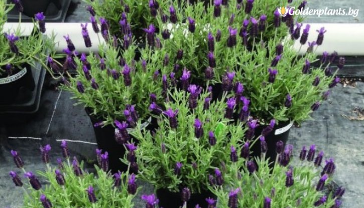 Снимка Лавандула бандера Лилава / Lavandula stoechas bandera - purple