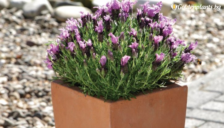 Снимка Лавандула бандера Лилава / Lavandula stoechas bandera - purple