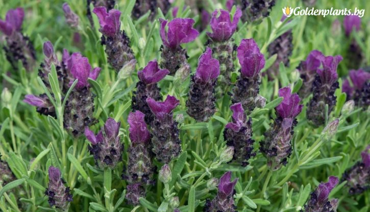 Снимка Лавандула бандера Лилава / Lavandula stoechas bandera - purple